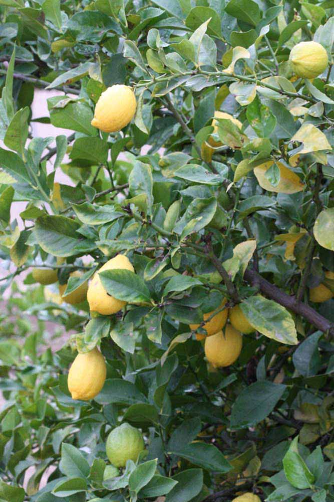            Sun leaves (Riverside, CA)   